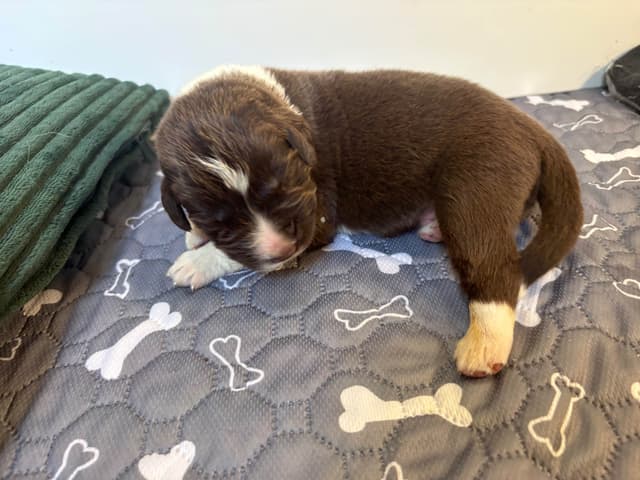 Newfoundland Puppies media 3