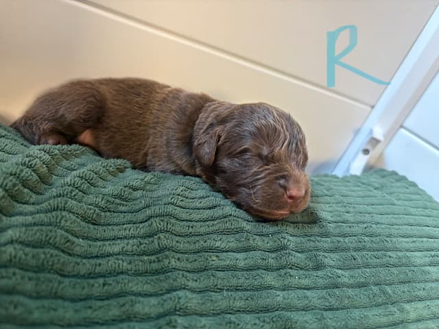 Newfoundland Puppies media 4