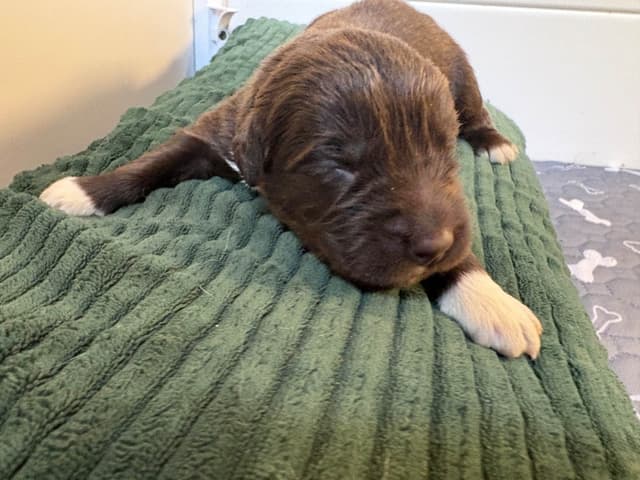 Newfoundland Puppies media 5
