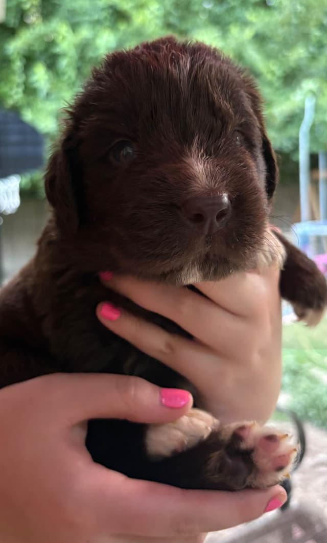 Newfoundland Puppies media 7