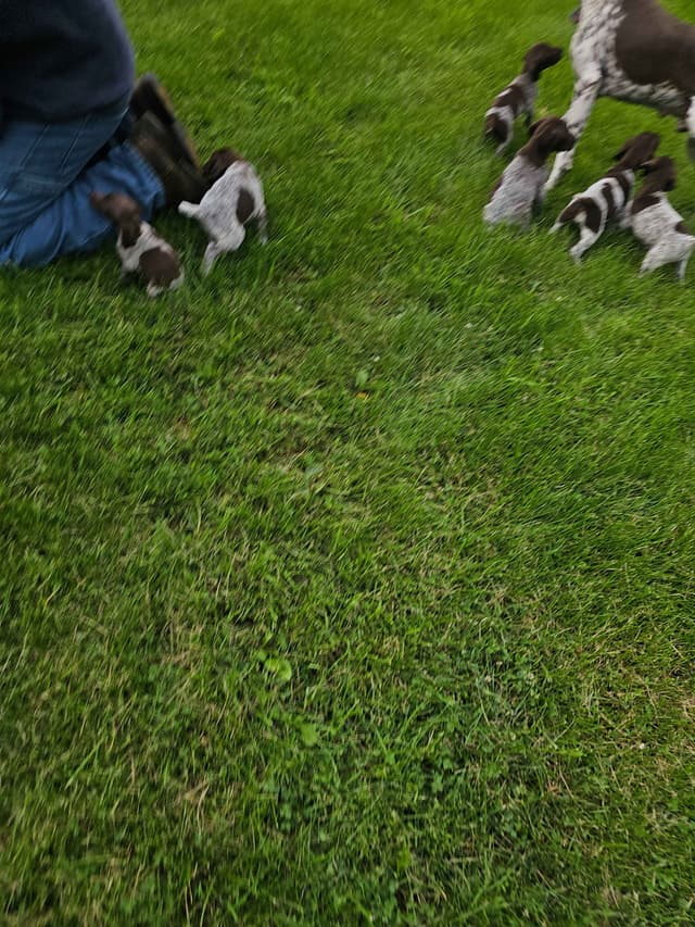 German Shorthaired Pointer Puppies media 3