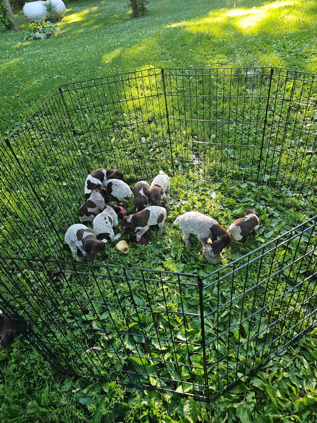 German Shorthaired Pointer Puppies media 2
