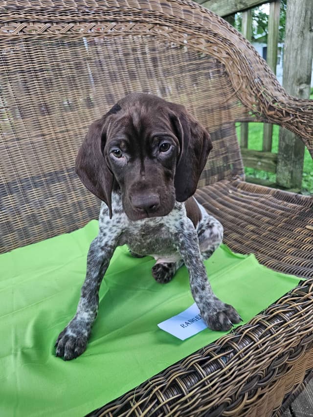German Shorthaired Pointer Puppies media 4