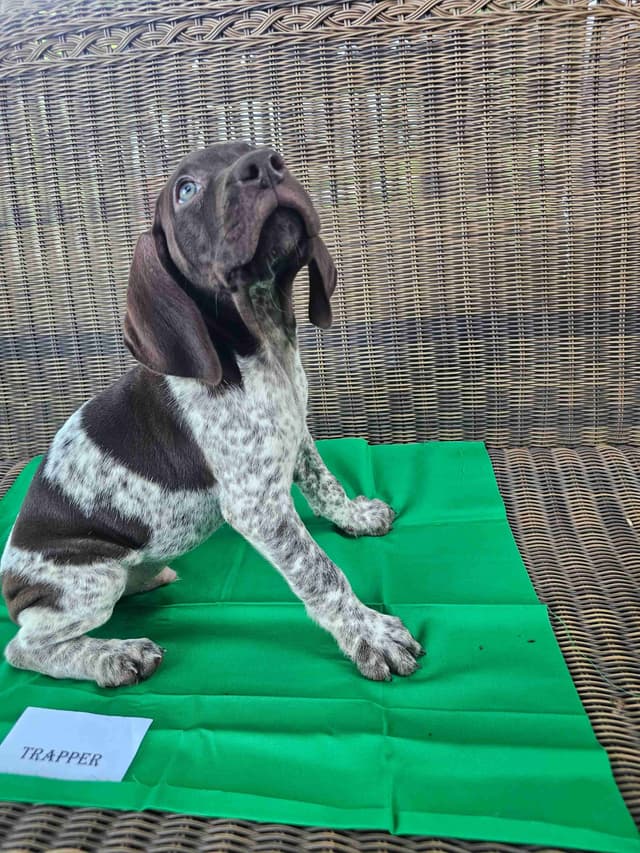 German Shorthaired Pointer Puppies media 5