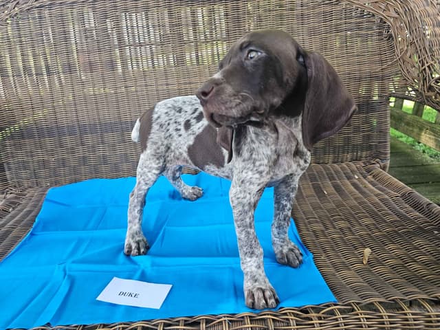 German Shorthaired Pointer Puppies media 6