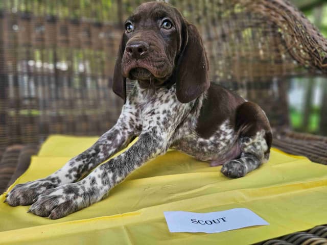 German Shorthaired Pointer Puppies media 7