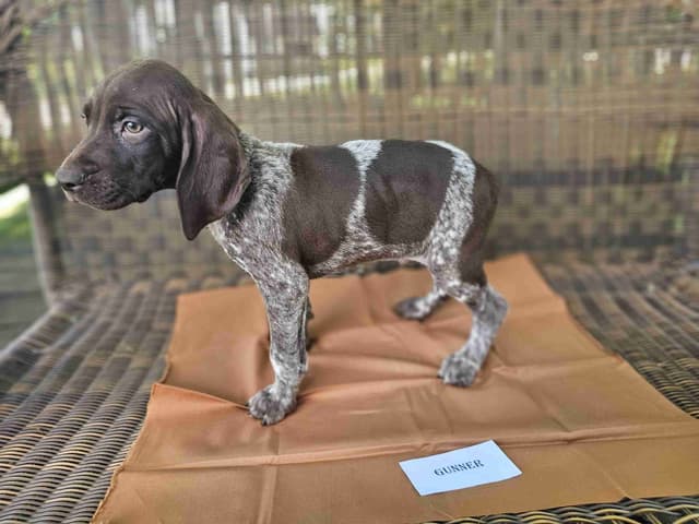 German Shorthaired Pointer Puppies media 8