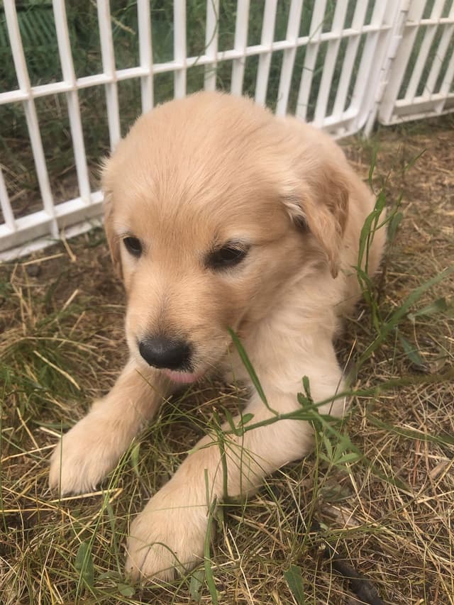 Golden Retriever Puppies media 2