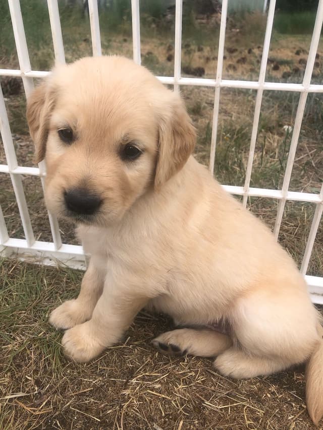 Golden Retriever Puppies media 3
