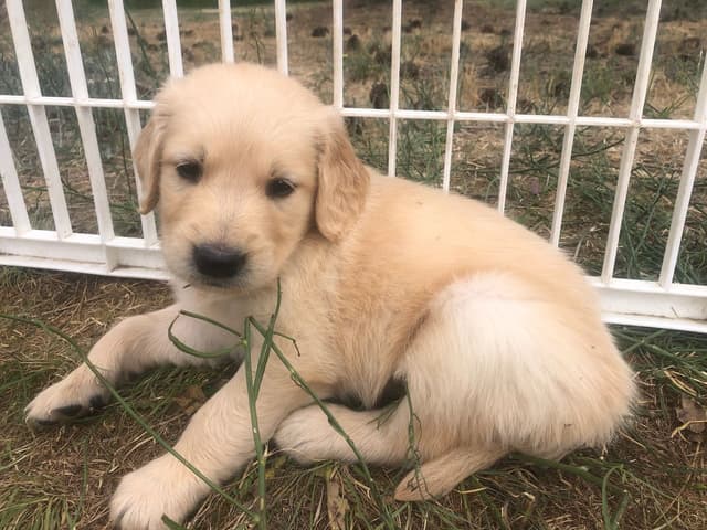 Golden Retriever Puppies media 4
