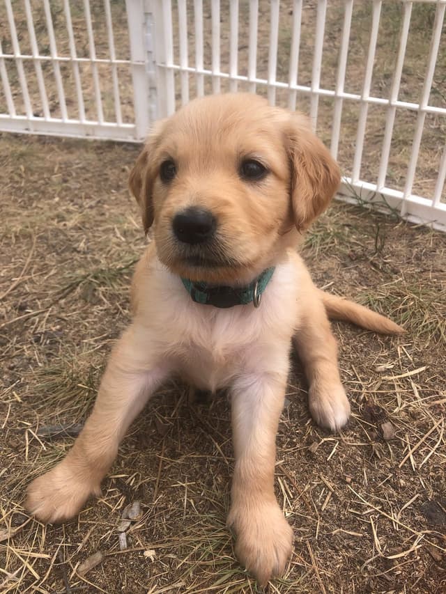 Golden Retriever Puppies media 5