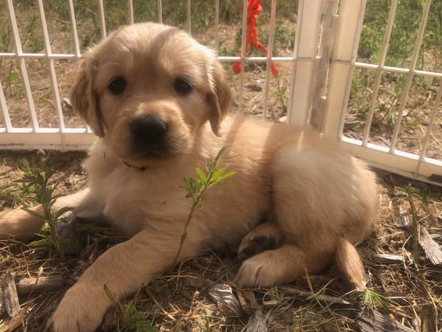 Golden Retriever Puppies media 7