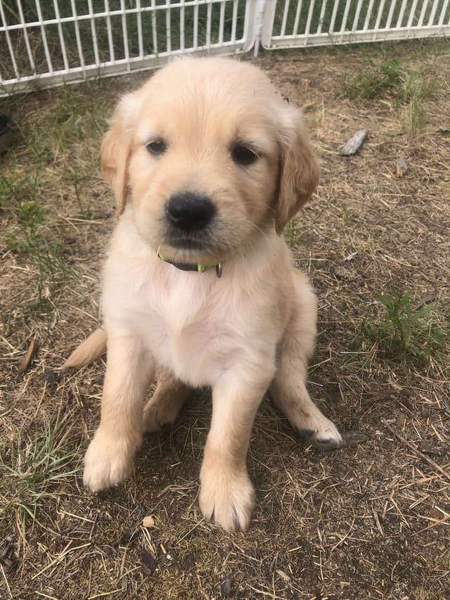 Golden Retriever Puppies media 10