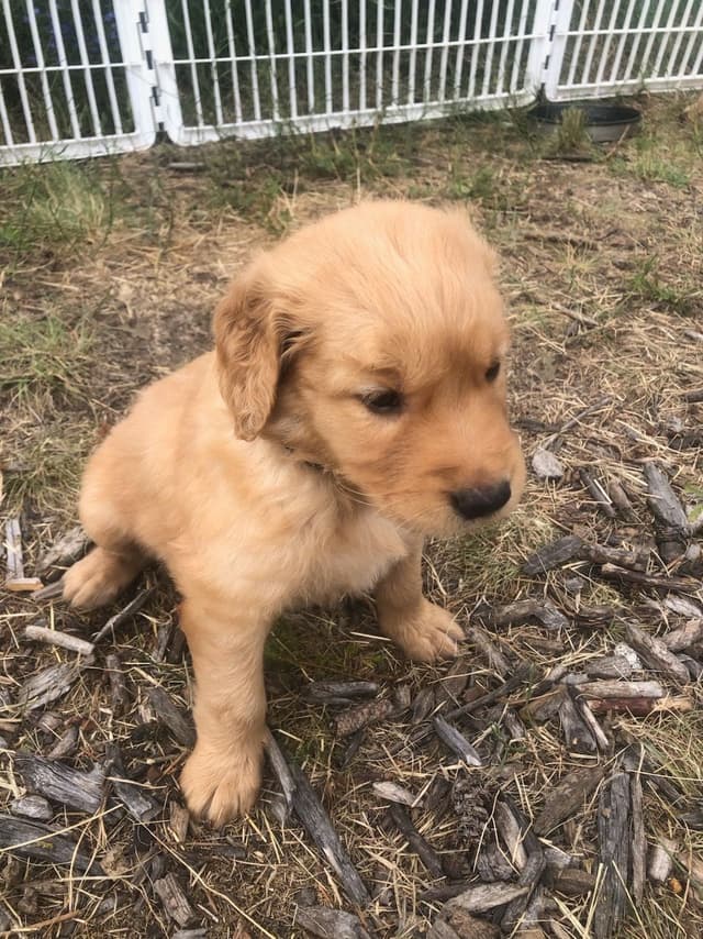 Golden Retriever Puppies media 8