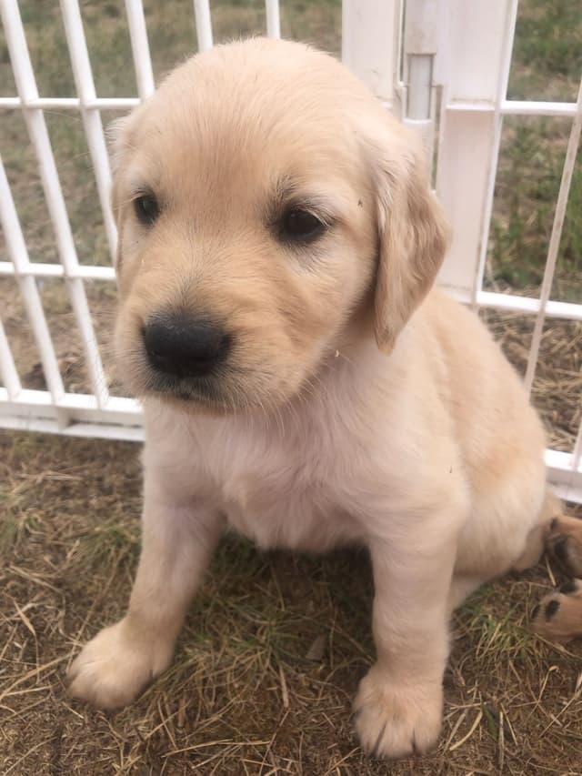 Golden Retriever Puppies media 9