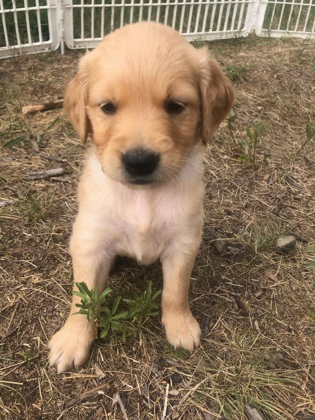 Golden Retriever Puppies media 11