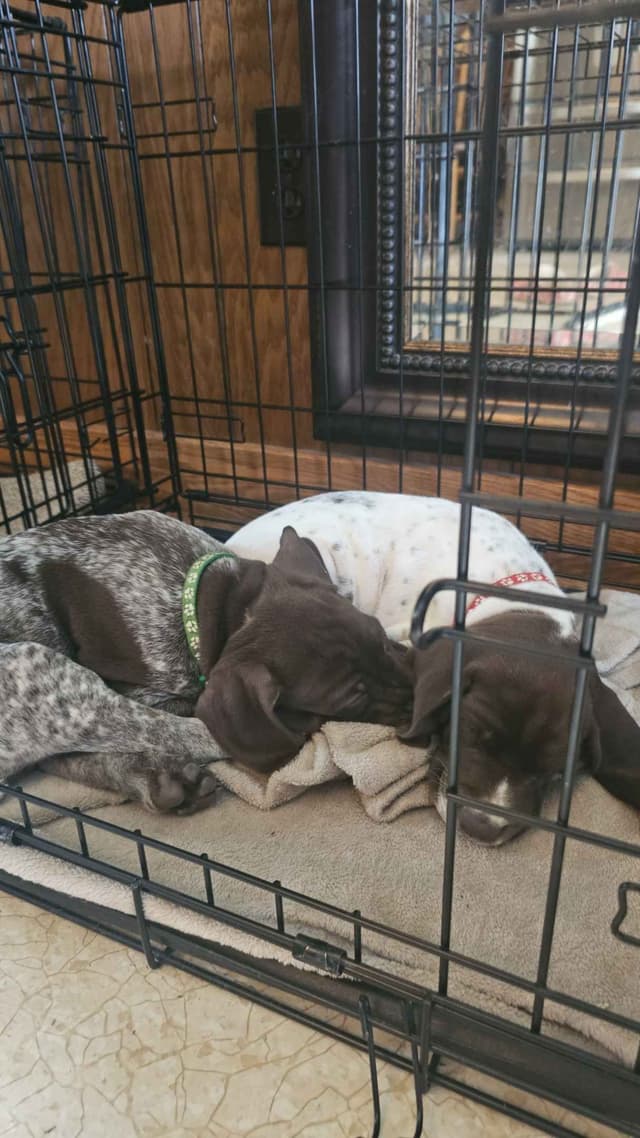 German Shorthaired Pointer Puppies media 2