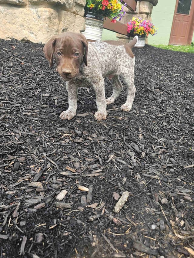 German Shorthaired Pointer Puppies media 3
