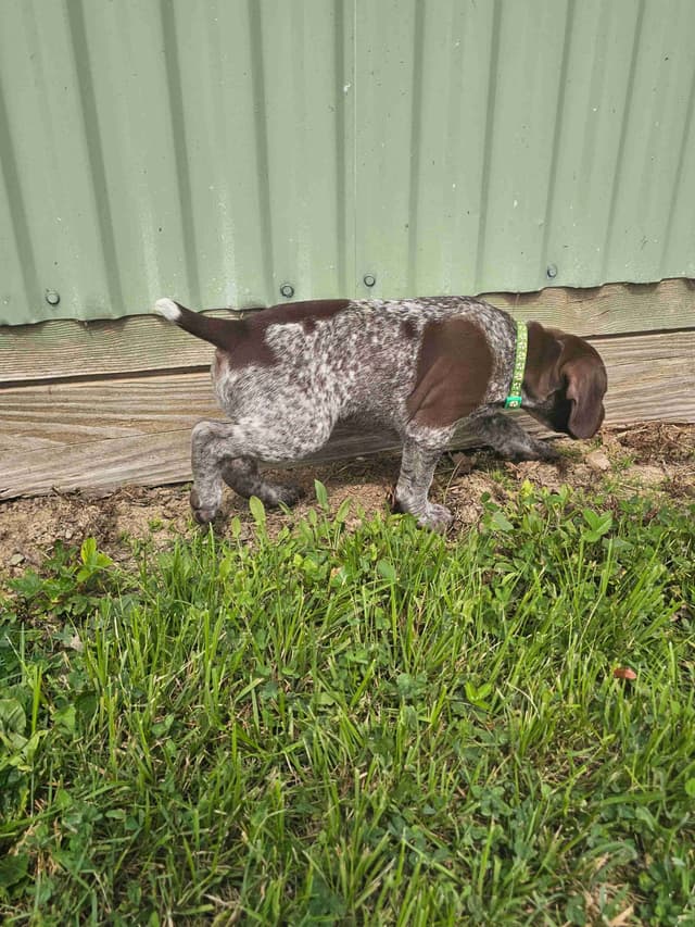 German Shorthaired Pointer Puppies media 4