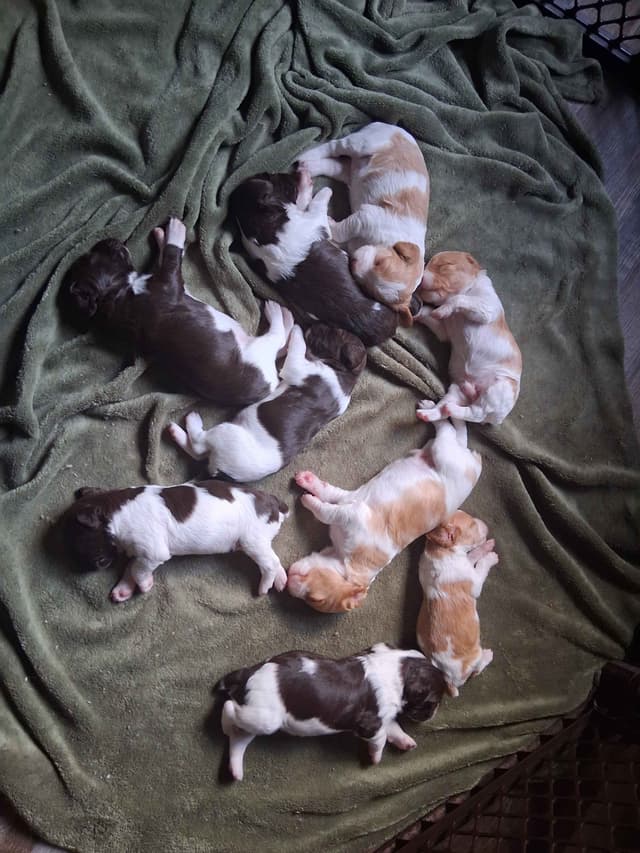 Brittany Puppies media 3