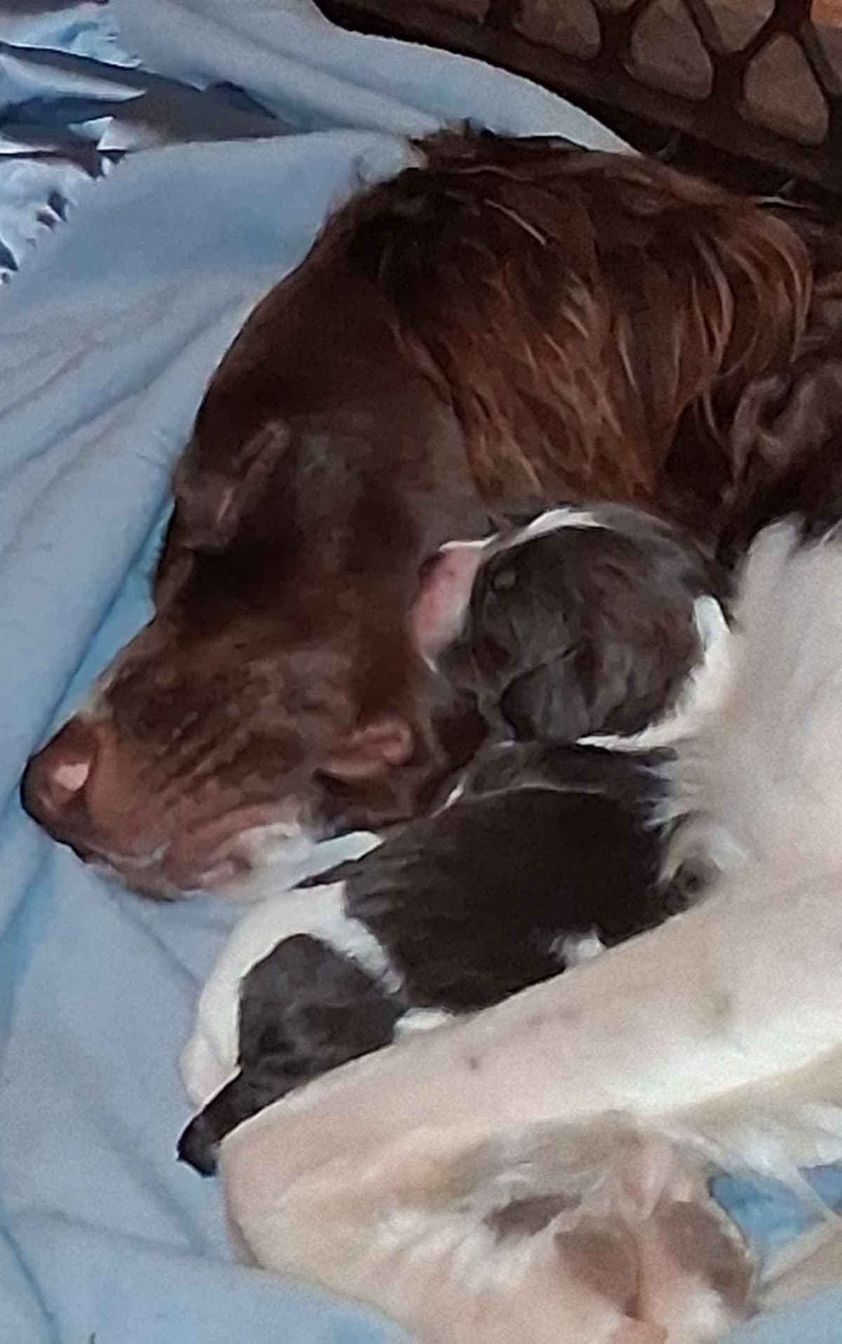 Brittany Puppies breeder image 1