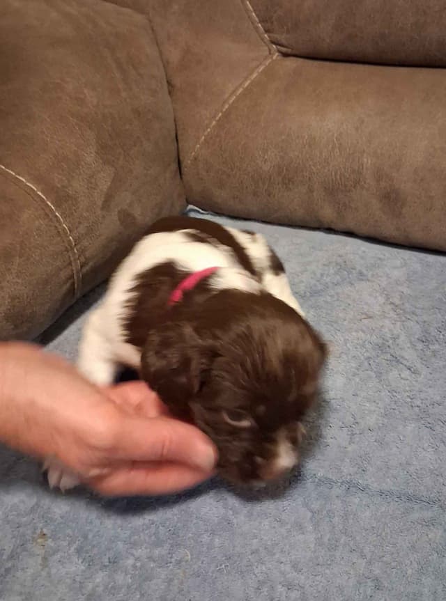 Brittany Puppies media 7