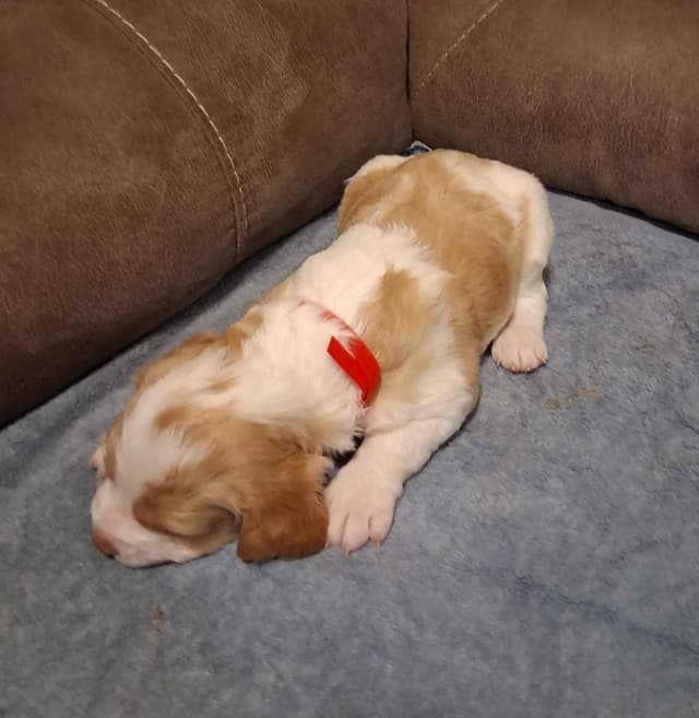 Brittany Puppies media 8
