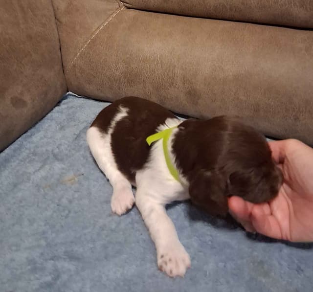 Brittany Puppies media 9