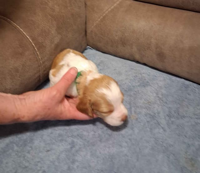 Brittany Puppies media 10