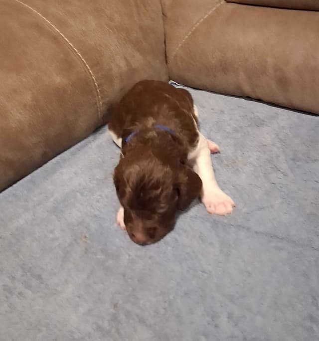Brittany Puppies media 11