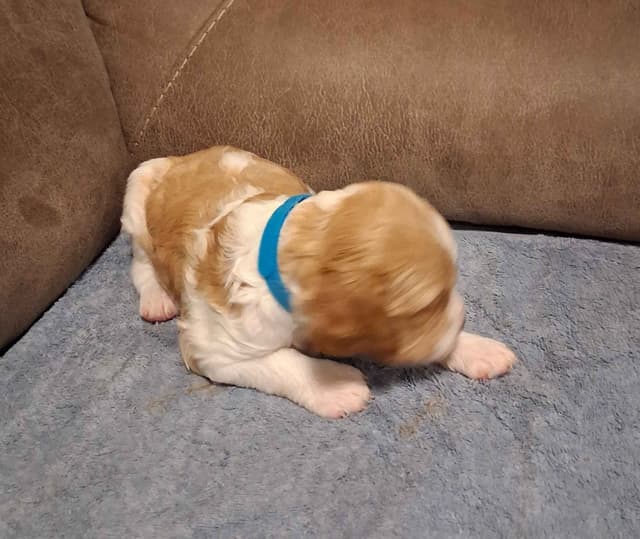 Brittany Puppies media 12