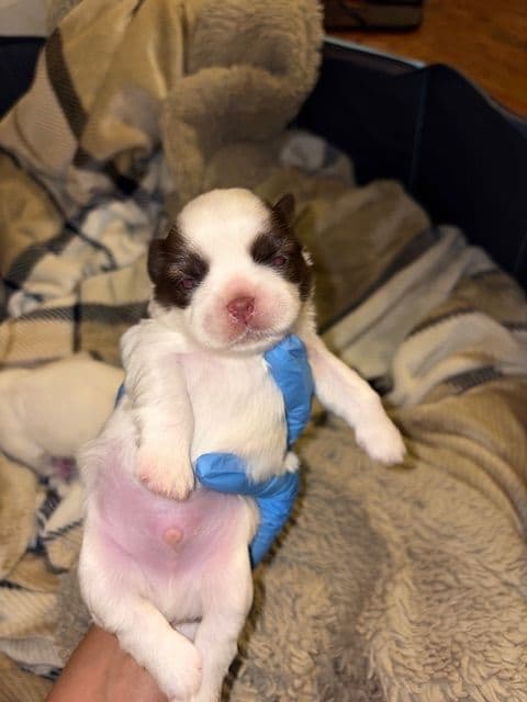 Shih Tzu Puppies breeder image 2