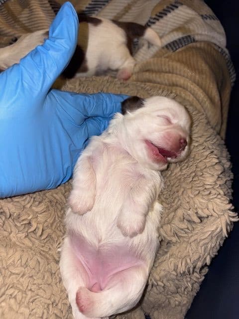 Shih Tzu Puppies breeder image 8