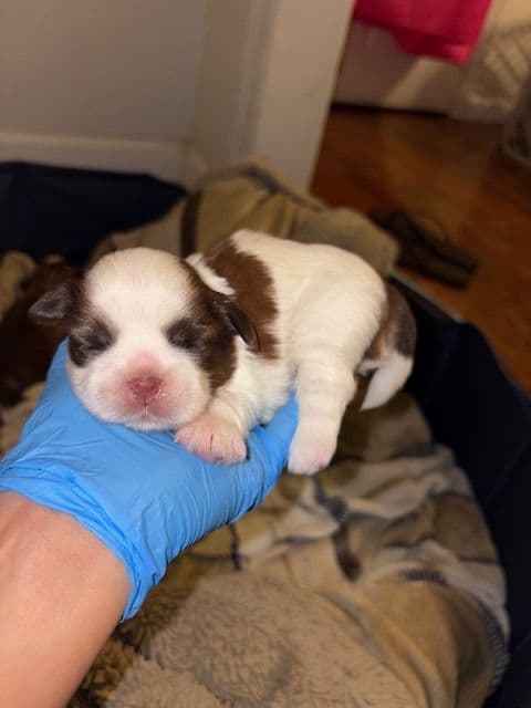 Shih Tzu Puppies breeder image 1