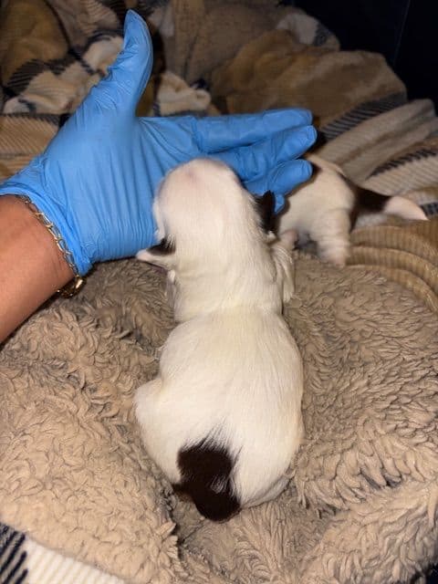 Shih Tzu Puppies breeder image 3