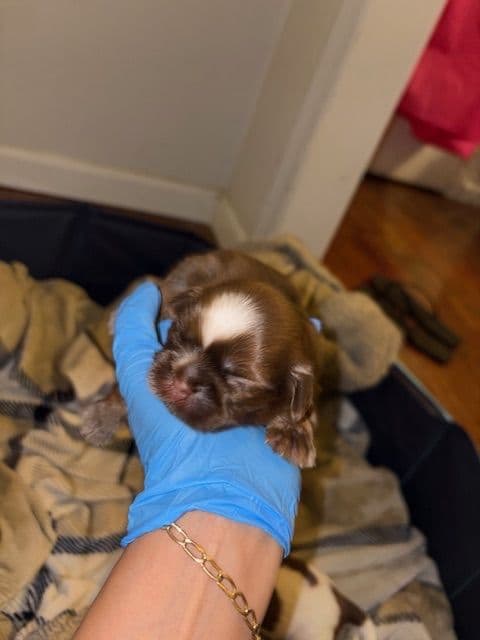 Shih Tzu Puppies breeder image 4