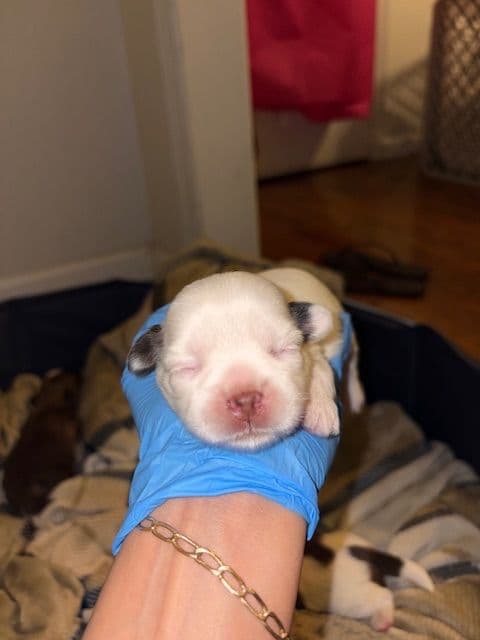 Shih Tzu Puppies breeder image 7