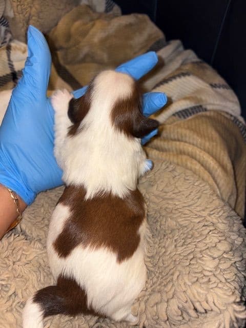 Shih Tzu Puppies breeder image 9