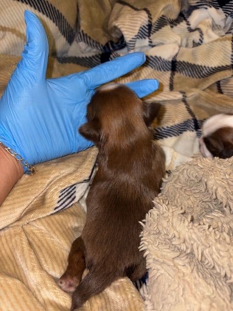 Shih Tzu Puppies breeder image 6