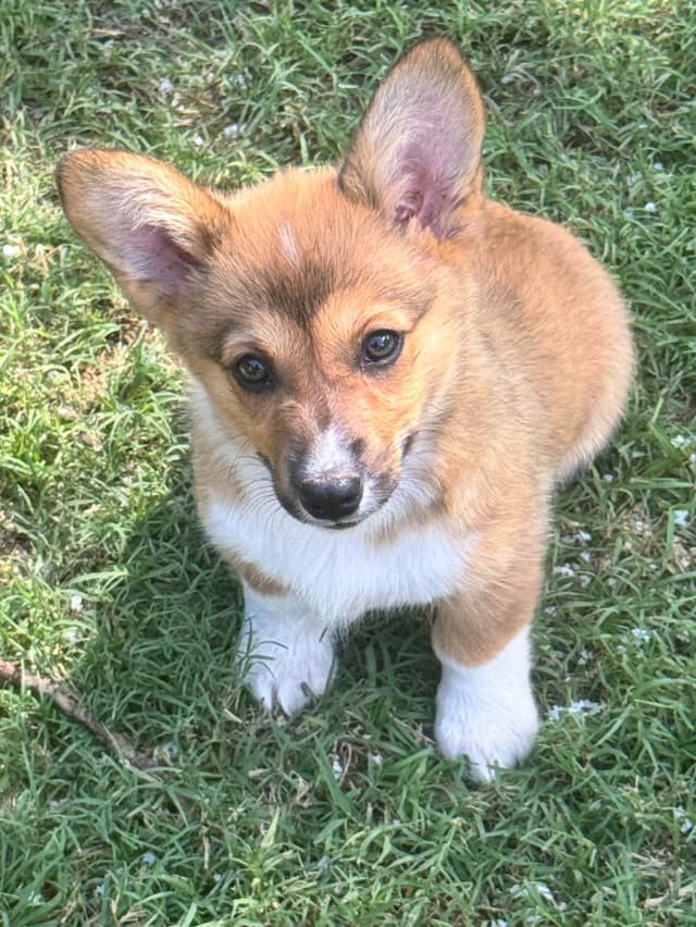 Pembroke Welsh Corgi Puppies media 3