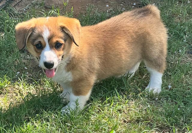 Pembroke Welsh Corgi Puppies media 4
