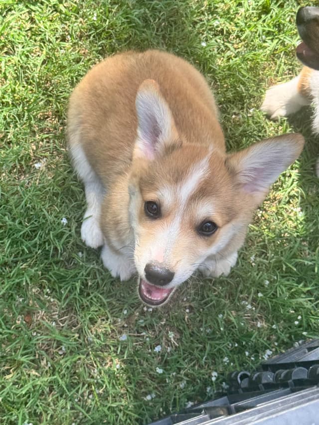 Pembroke Welsh Corgi Puppies media 5