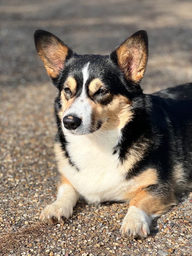 Pembroke Welsh Corgi Puppies media 9