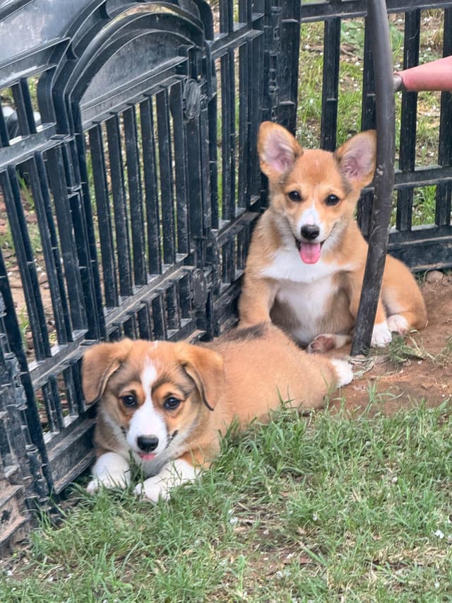 Pembroke Welsh Corgi Puppies media 7