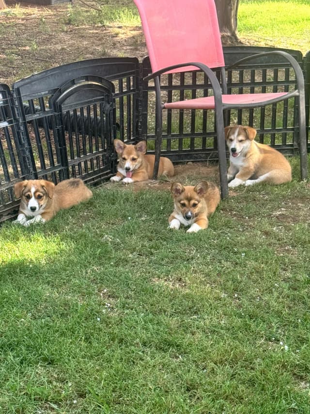 Pembroke Welsh Corgi Puppies media 2