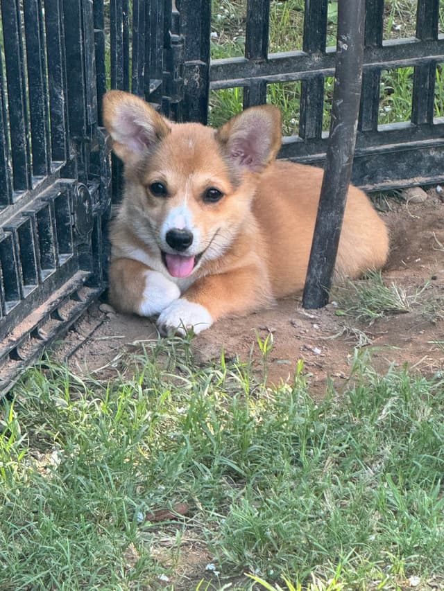 Pembroke Welsh Corgi Puppies media 6