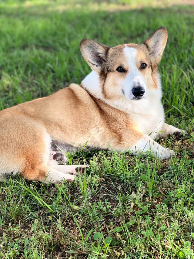 Pembroke Welsh Corgi Puppies media 10