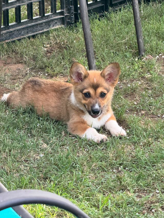 Pembroke Welsh Corgi Puppies media 8