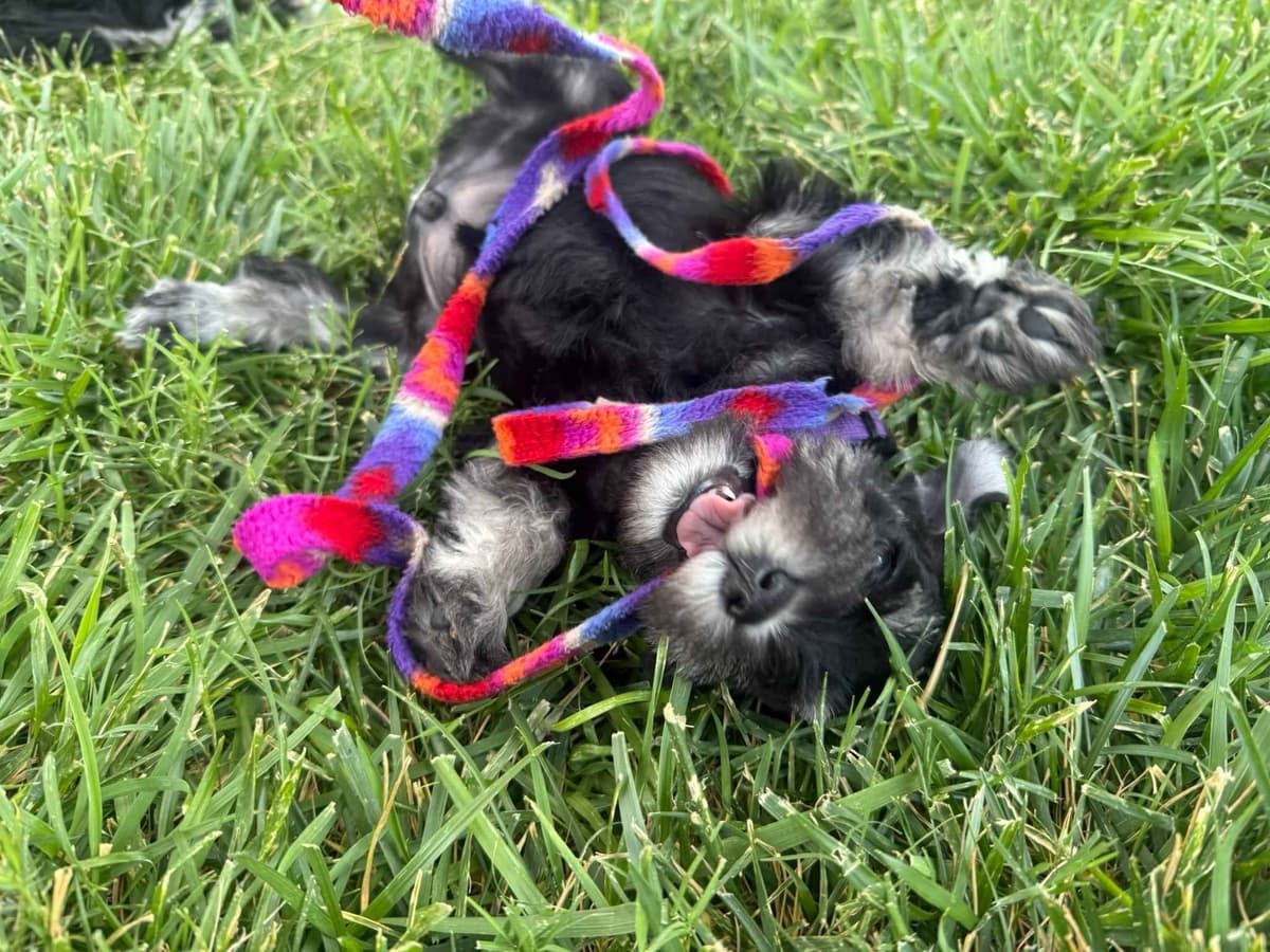 Miniature Schnauzer Puppies breeder image 3