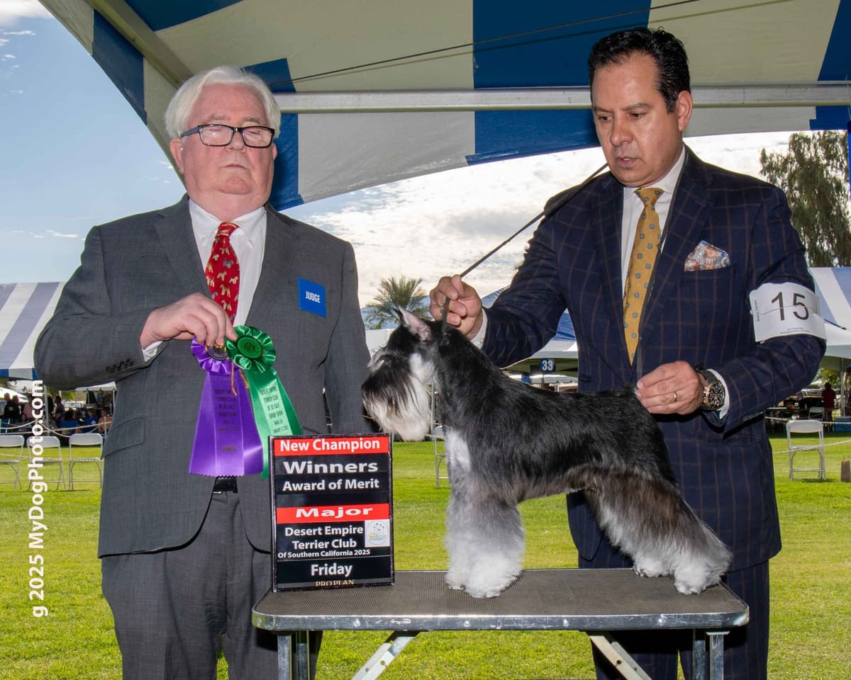 Miniature Schnauzer Puppies breeder image 6